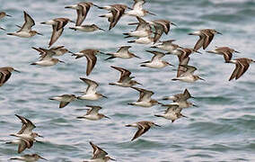 Curlew Sandpiper