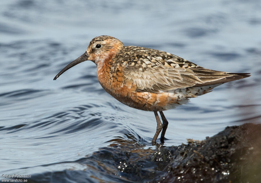 Curlew Sandpiper