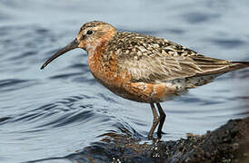 Curlew Sandpiper