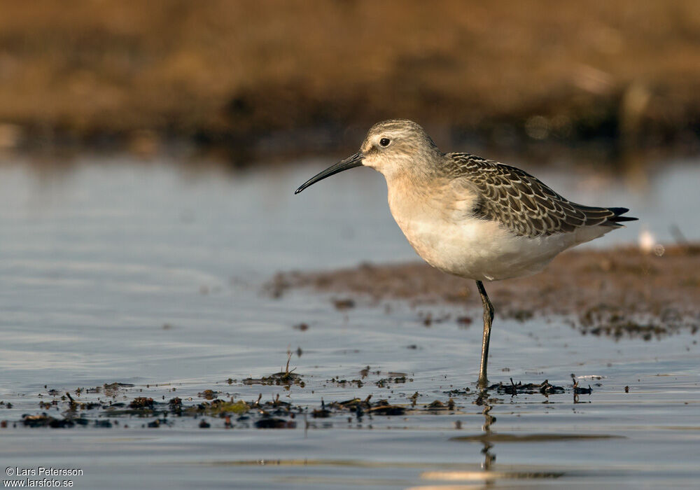 Curlew Sandpiper