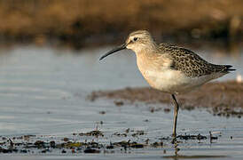 Curlew Sandpiper