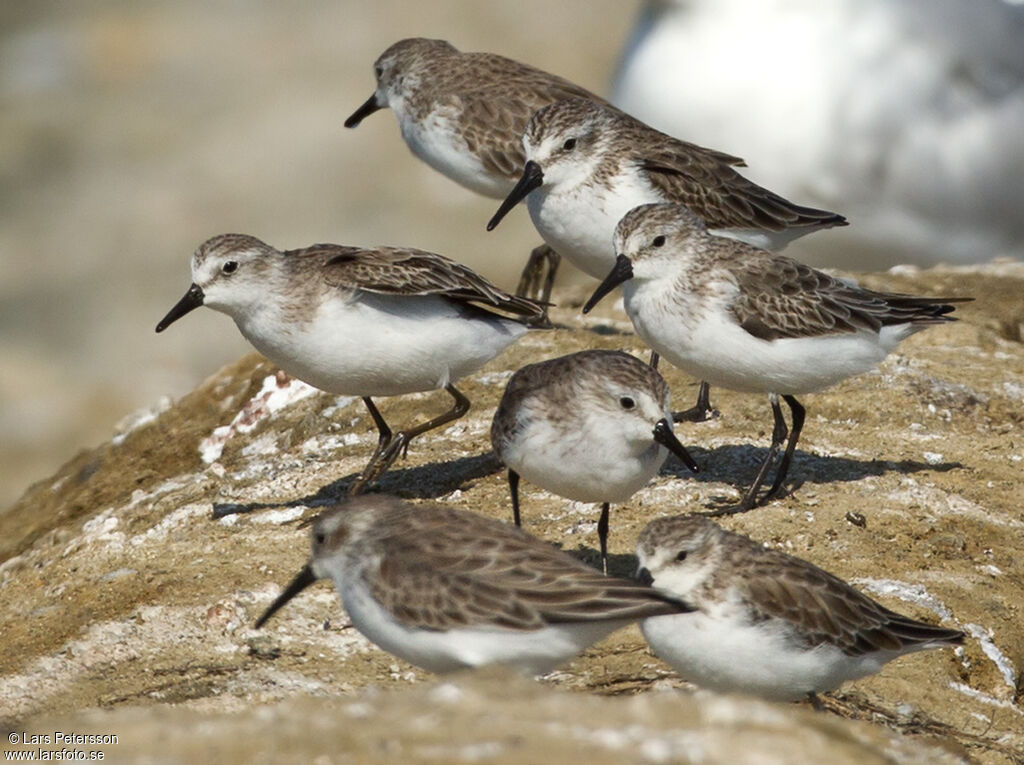 Western Sandpiper