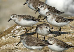 Western Sandpiper