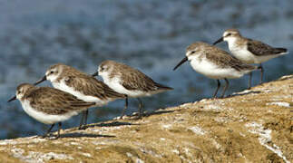 Western Sandpiper