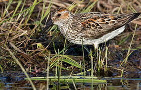 Western Sandpiper