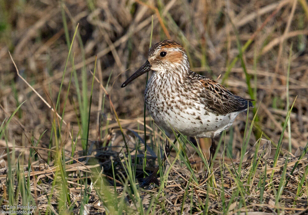 Western Sandpiper