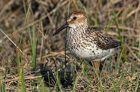 Western Sandpiper