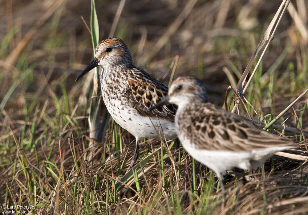 Western Sandpiper