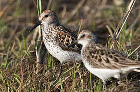 Western Sandpiper