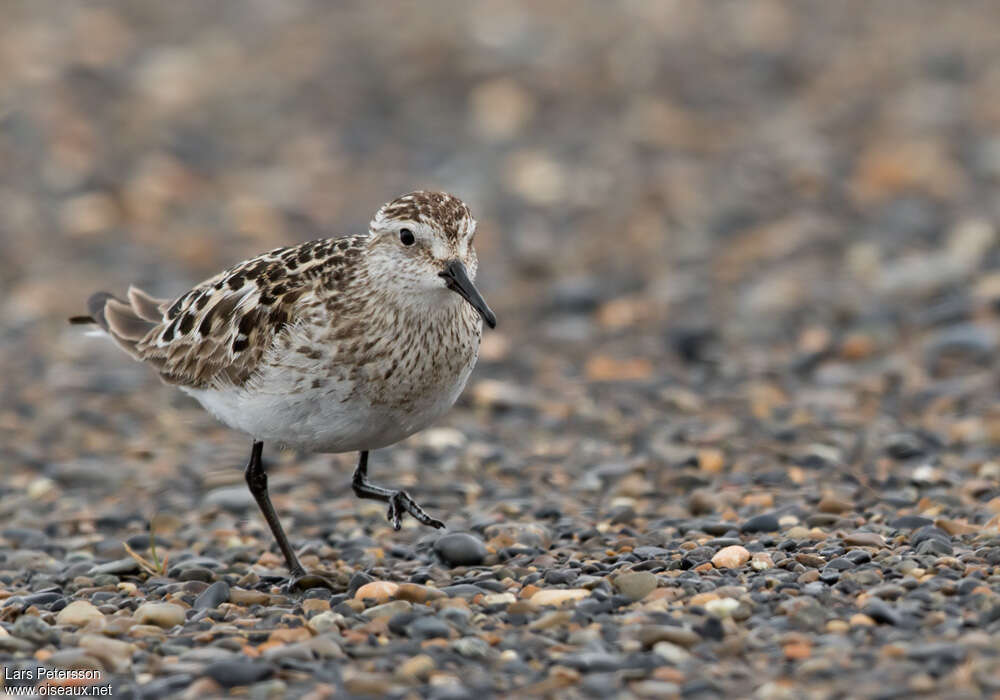 Baird's Sandpiperadult, close-up portrait