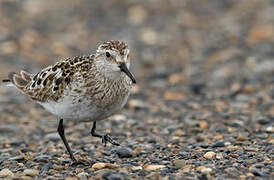 Baird's Sandpiper