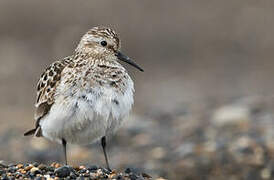 Baird's Sandpiper