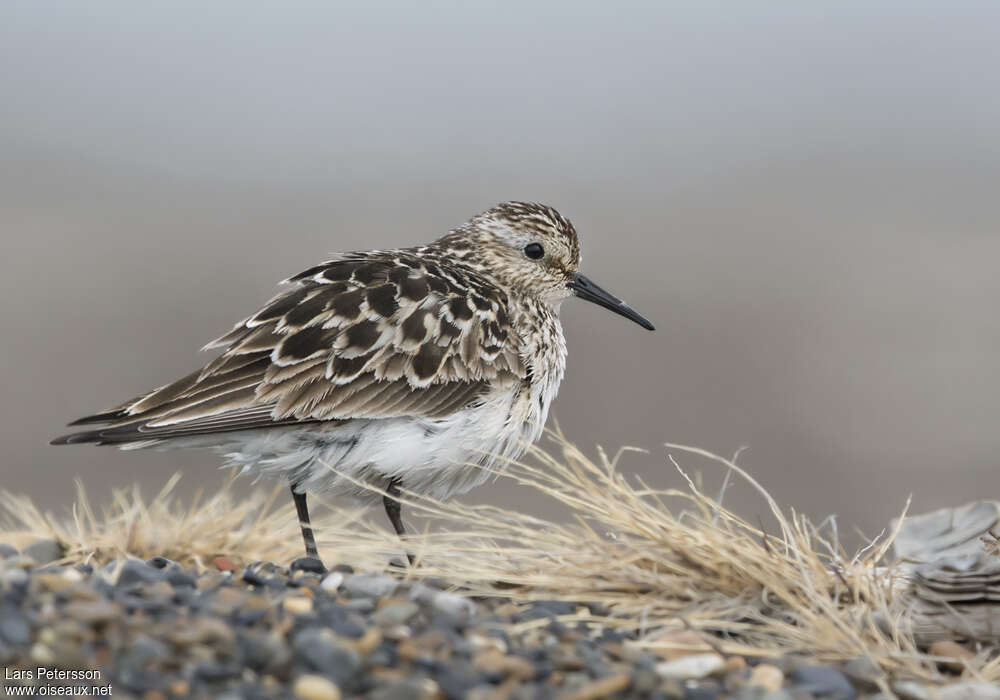 Baird's Sandpiperadult breeding, identification