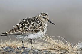 Baird's Sandpiper