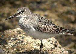 White-rumped Sandpiper