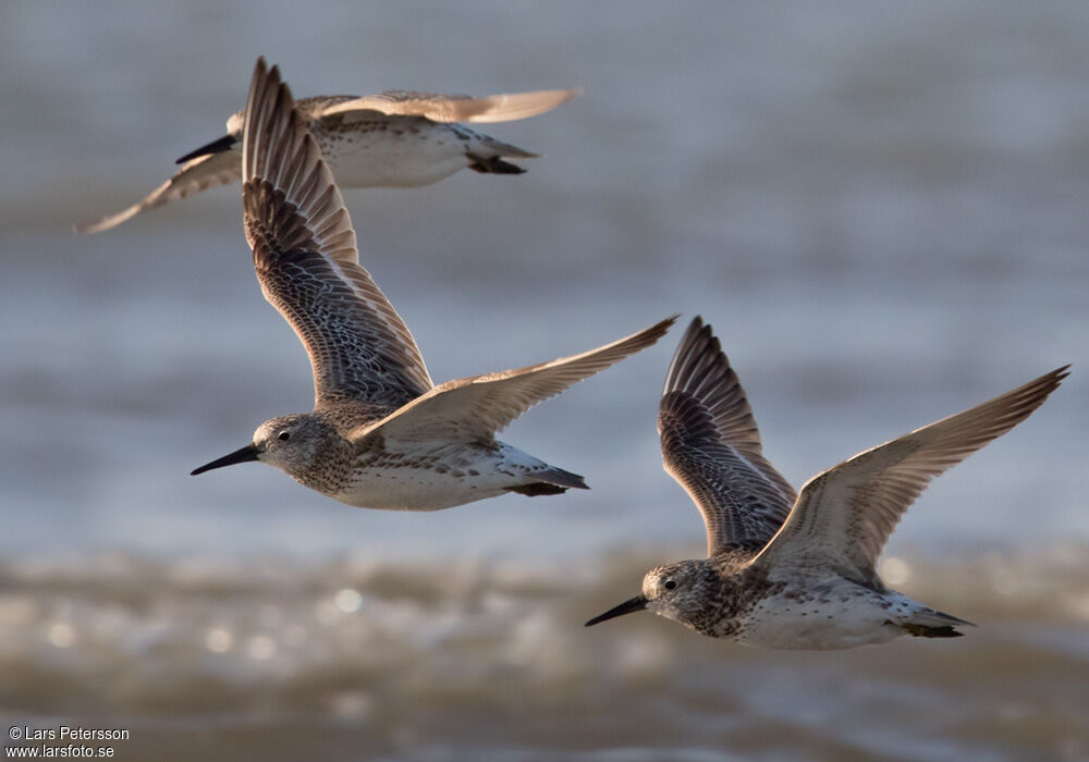 Great Knot