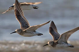 Great Knot