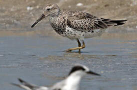 Great Knot