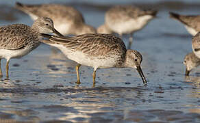 Great Knot