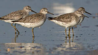 Great Knot