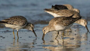 Great Knot