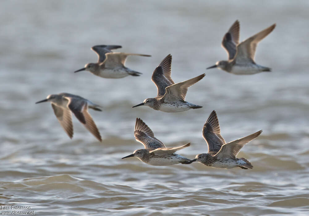 Great Knot, Flight