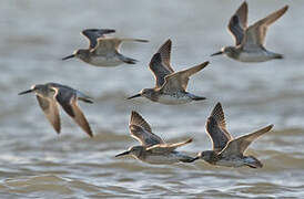 Great Knot