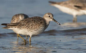 Great Knot