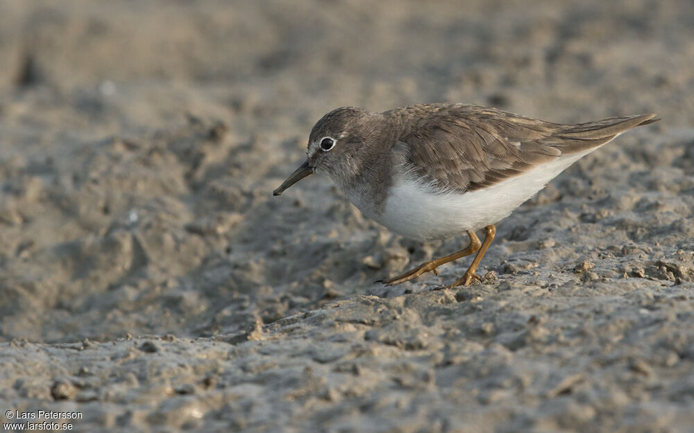 Temminck's Stint