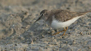 Temminck's Stint