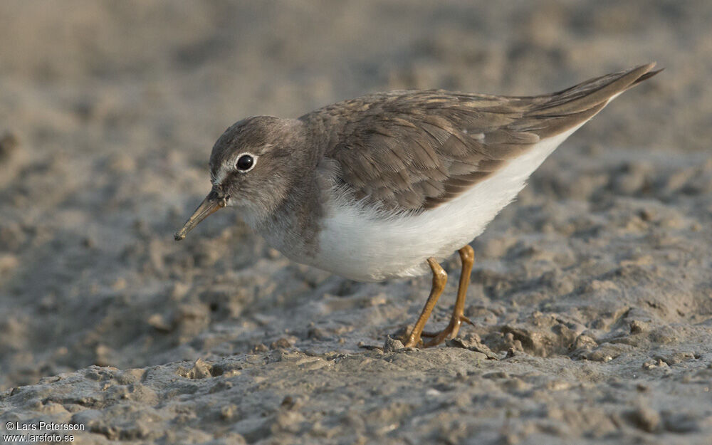 Temminck's Stint