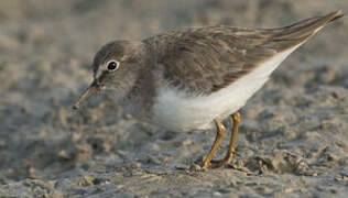 Temminck's Stint