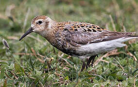 Rock Sandpiper