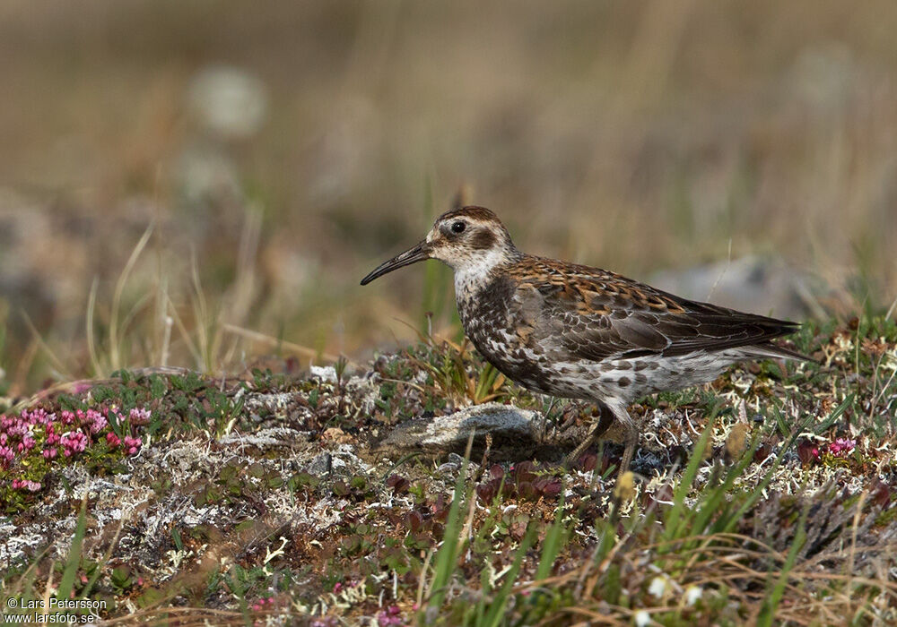 Rock Sandpiper