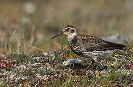 Rock Sandpiper