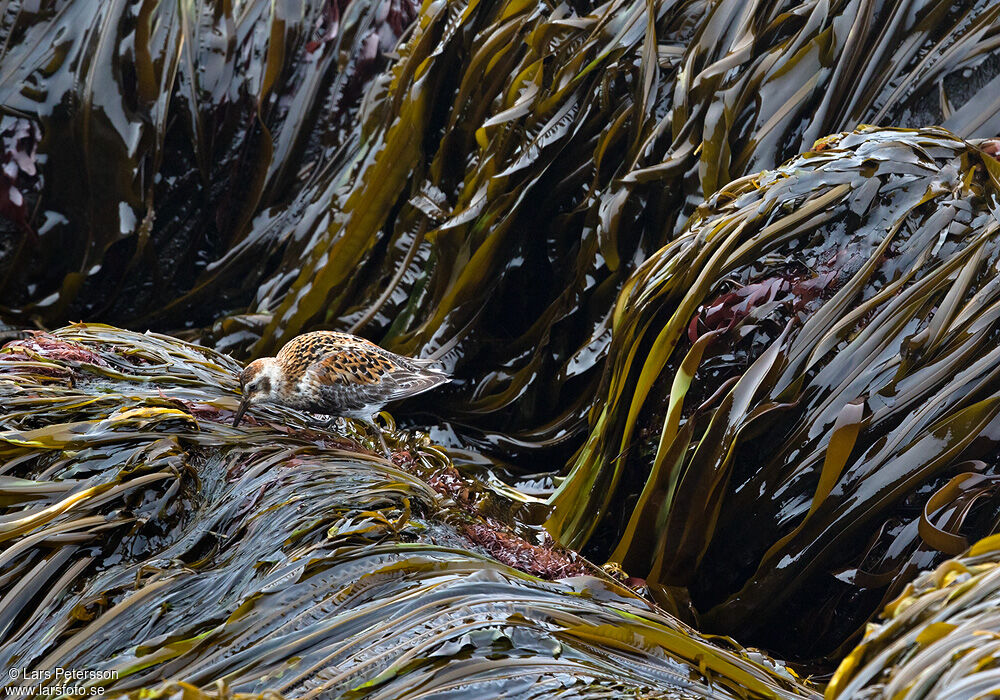 Rock Sandpiper