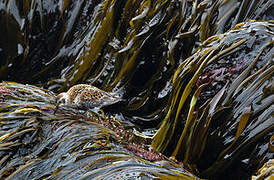 Rock Sandpiper