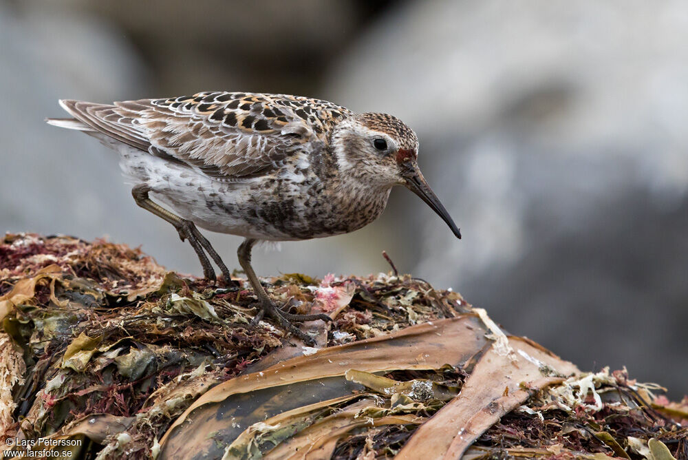 Rock Sandpiper