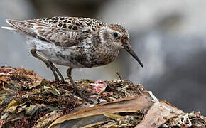 Rock Sandpiper