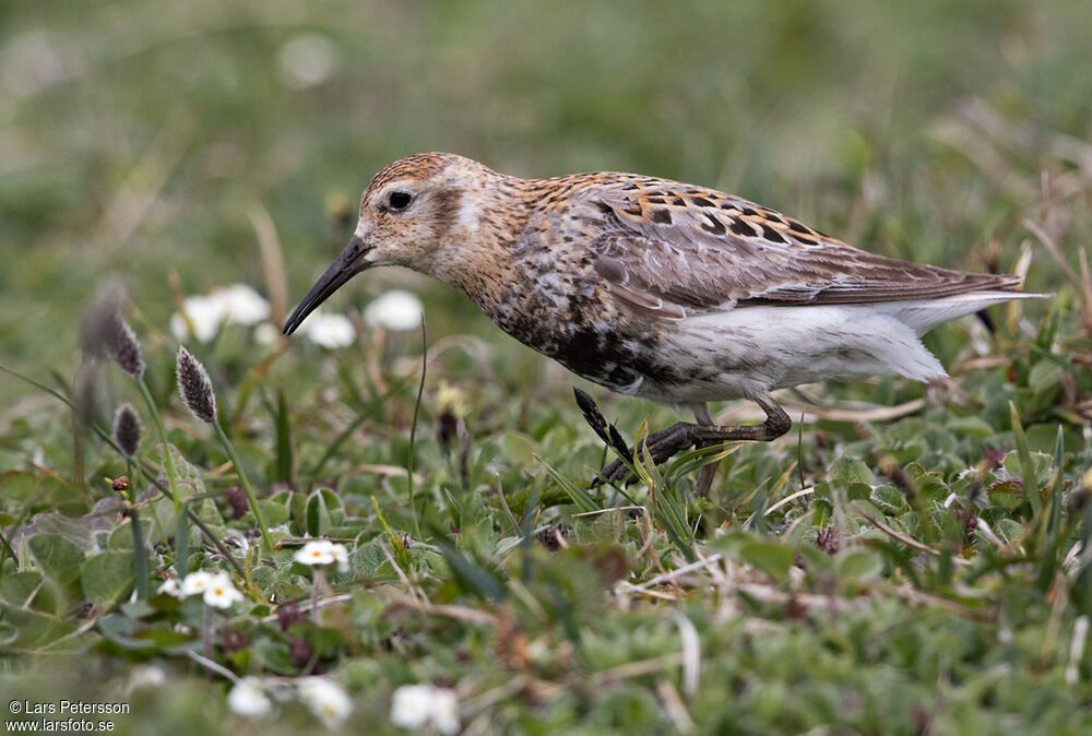 Rock Sandpiper