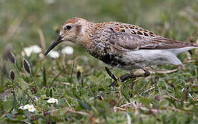 Rock Sandpiper