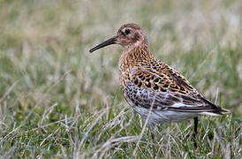 Rock Sandpiper