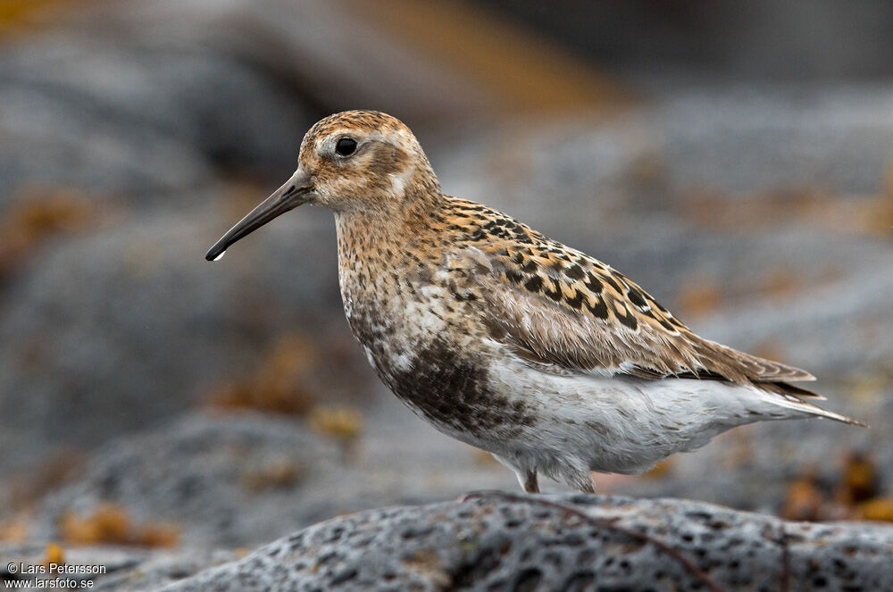 Rock Sandpiper