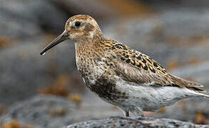 Rock Sandpiper