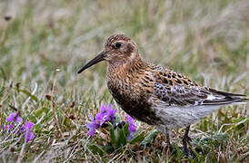 Rock Sandpiper