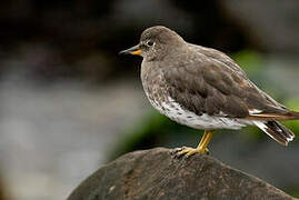 Surfbird