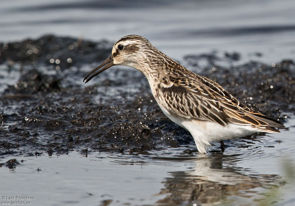 Broad-billed Sandpiper