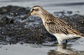 Broad-billed Sandpiper