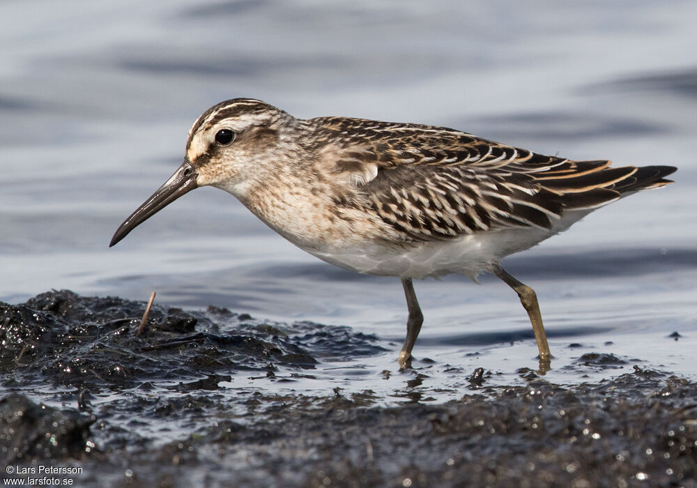 Broad-billed Sandpiper