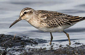 Broad-billed Sandpiper